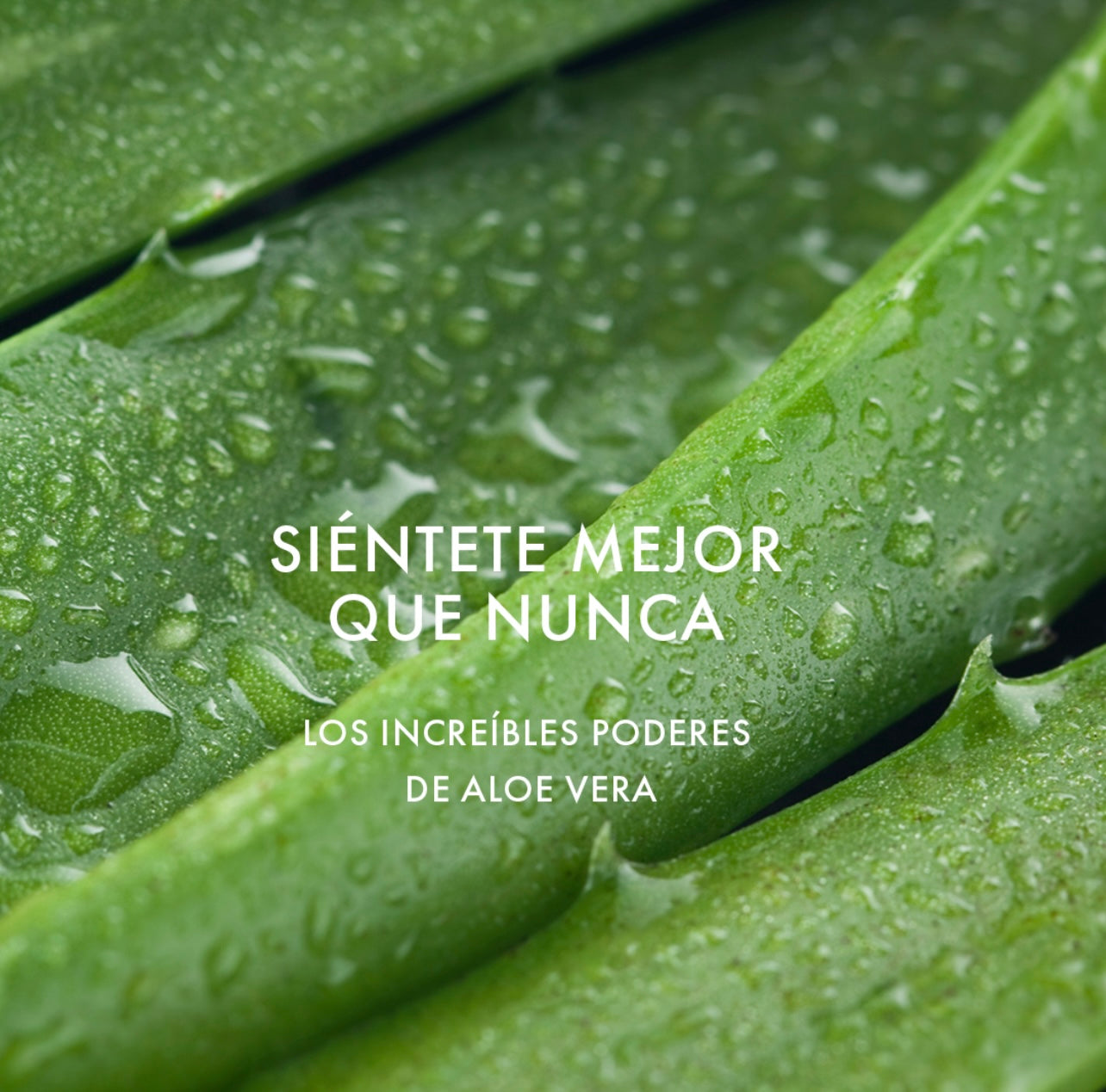 Aloe Glow